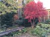 red-maple